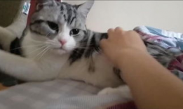 小猫搞笑视频,小猫萌态逗翻网友